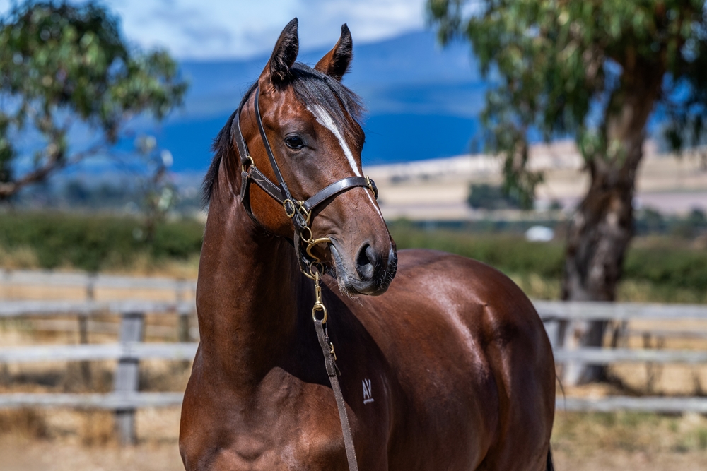 Rubick (AUS) / Lita (AUS) 2024 Colt - Image 2