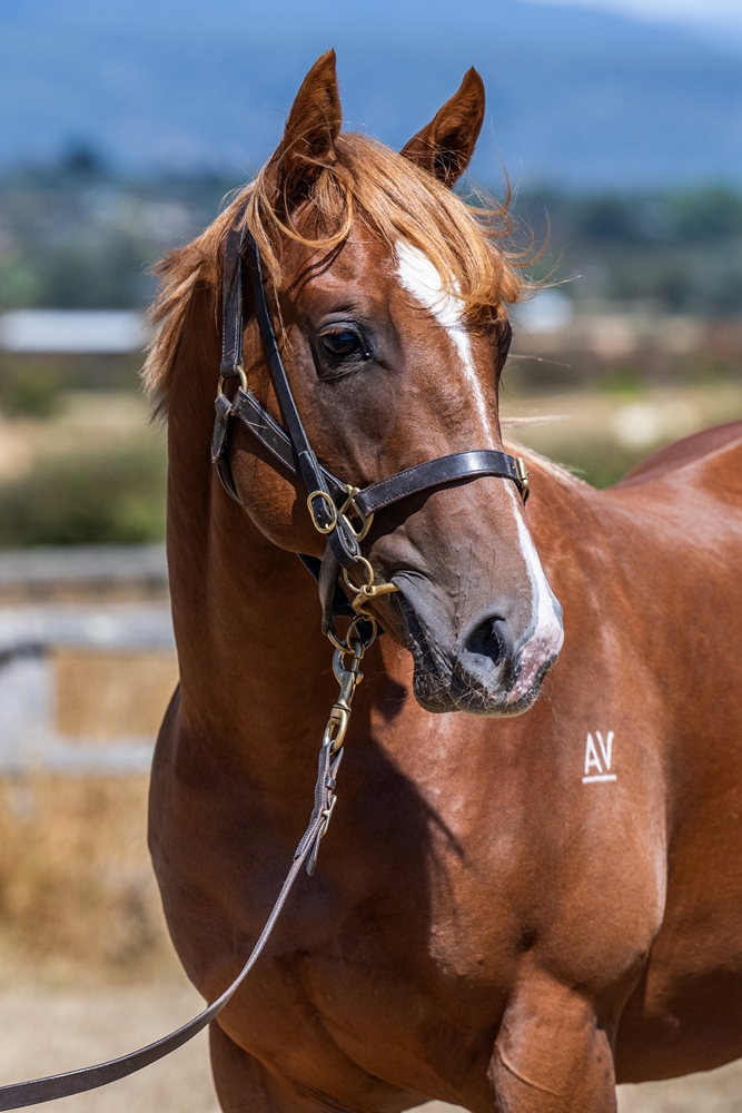 Stratosphere (AUS) / Midnight Review (AUS) 2024 Colt - Image 2