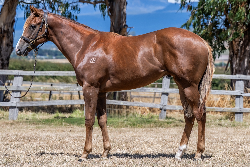 Sejardan (AUS) / Bold Amelia (AUS) 2024 Colt - Image 1