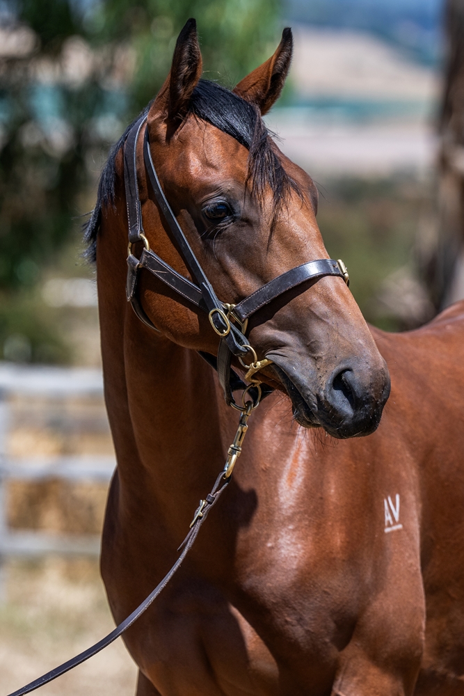 Doubtland (AUS) / Speedy Sky (AUS) 2024 Colt - Image 2