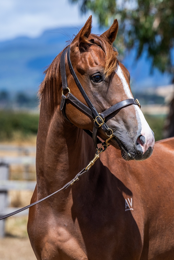 Sejardan (AUS) / Bold Amelia (AUS) 2024 Colt - Image 2