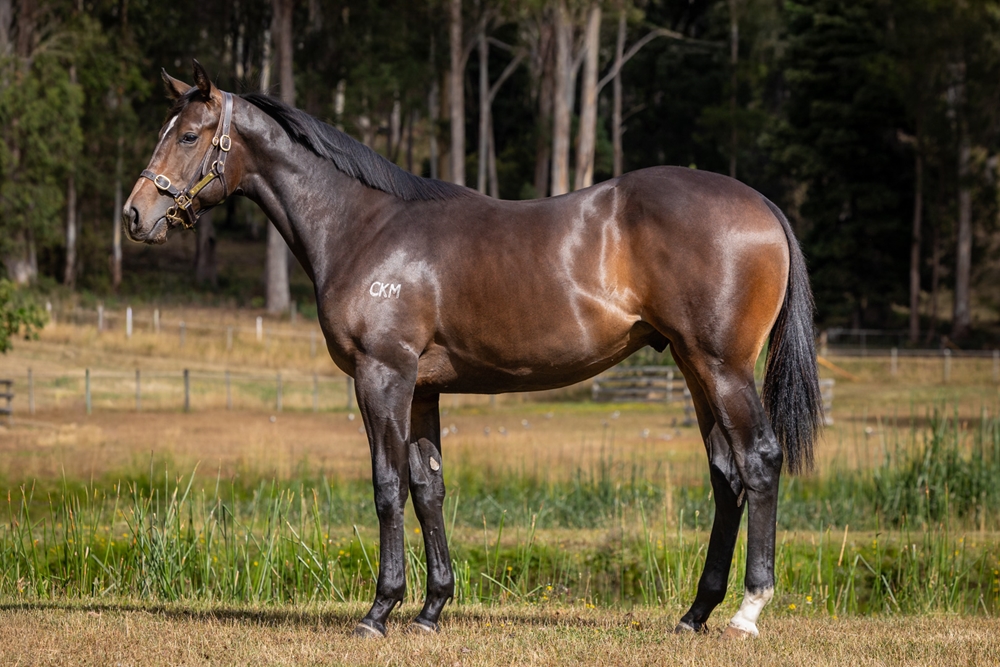 I Am Immortal (AUS) / Monglacia (AUS) 2024 Colt - Image 1