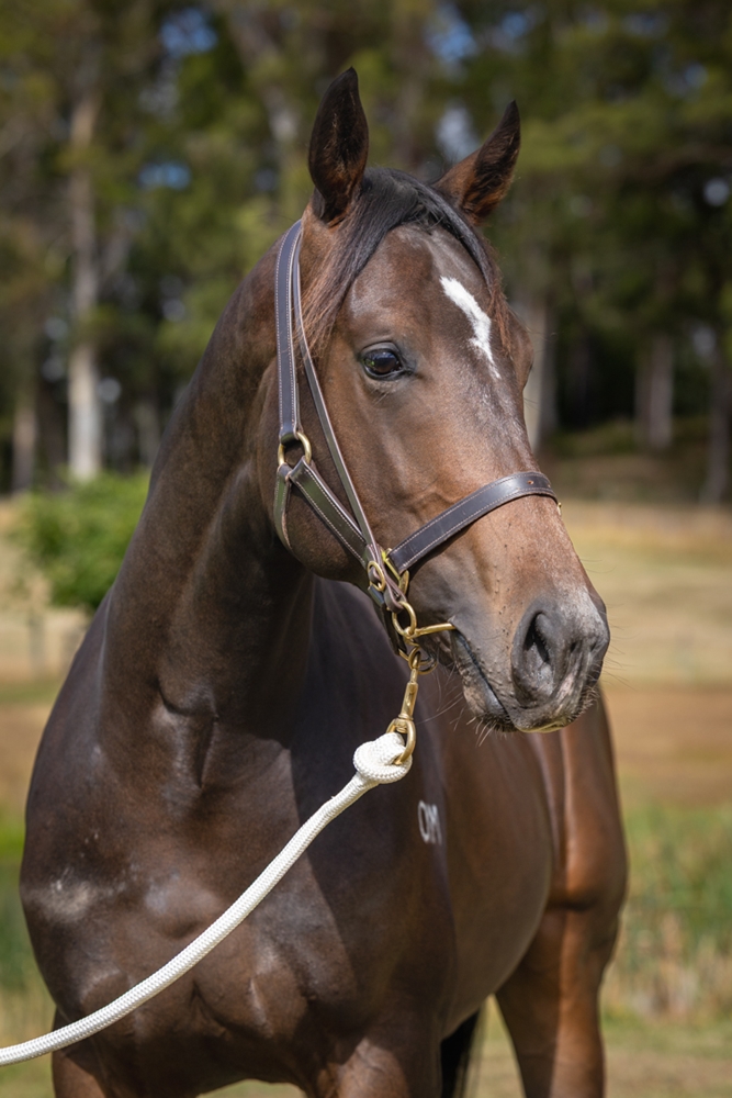 I Am Immortal (AUS) / Monglacia (AUS) 2024 Colt - Image 2