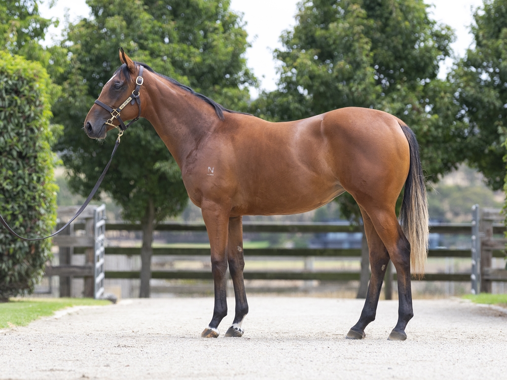 Tiger of Malay (AUS) / Double Rock (AUS) 2024 Filly - Image 1