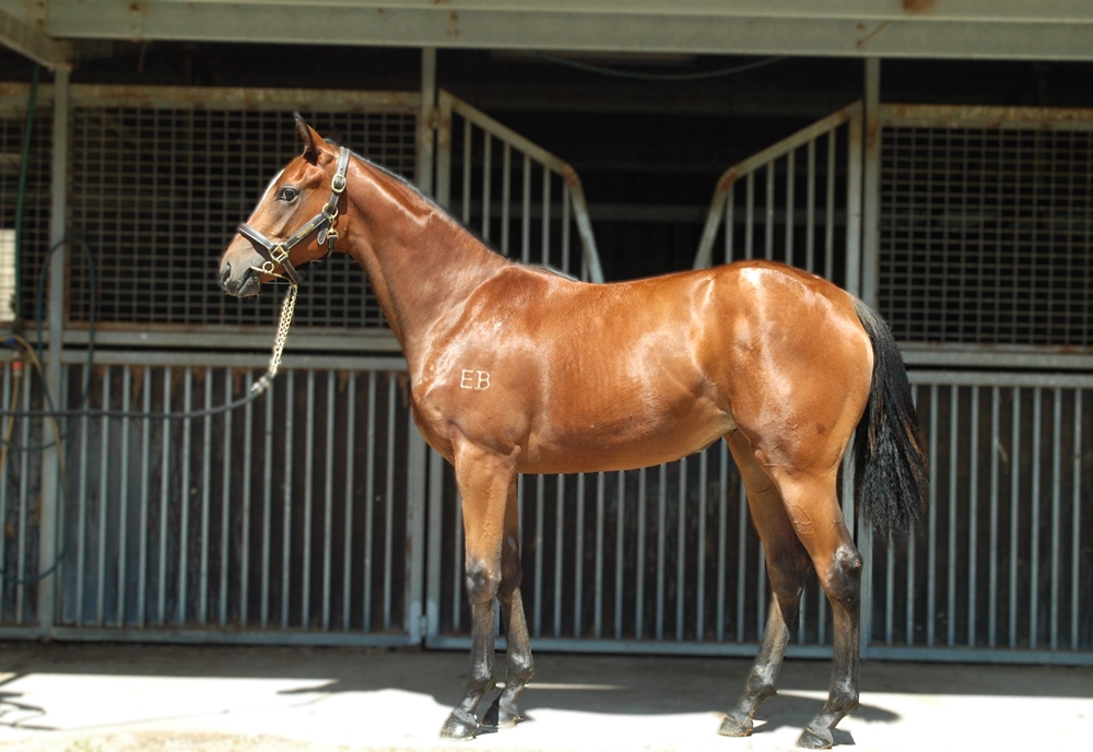 Vancouver (AUS) / Knitting (AUS) 2024 Filly - Image 1