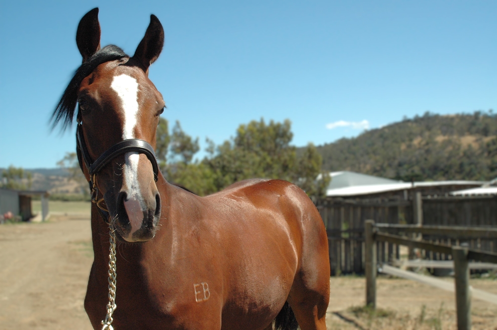 Vancouver (AUS) / Knitting (AUS) 2024 Filly - Image 2