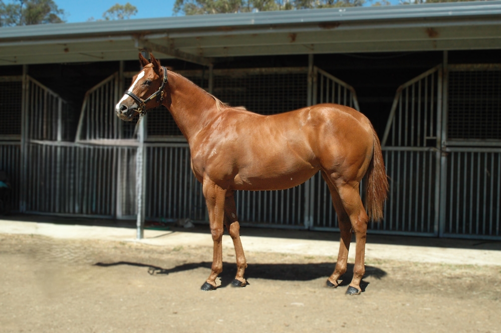 Squamosa (AUS) / Chica Mala (AUS) 2024 Filly - Image 1