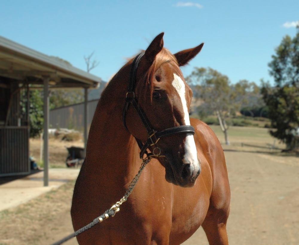 Squamosa (AUS) / Chica Mala (AUS) 2024 Filly - Image 2