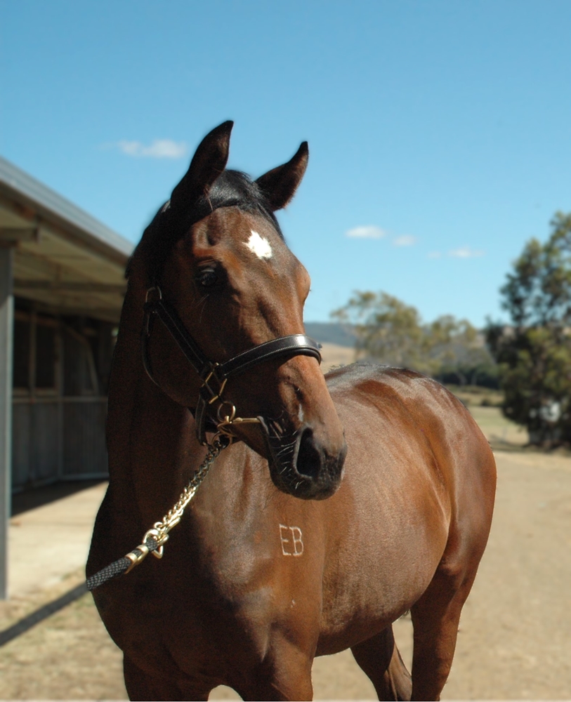 Toorak Toff (AUS) / Golden Soil (AUS) 2024 Filly - Image 2