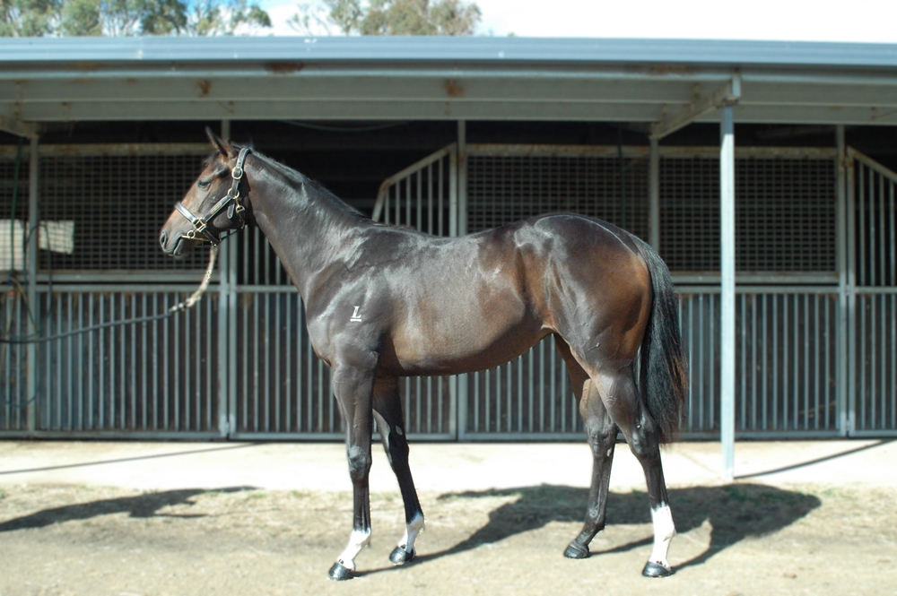 Ilovethiscity (AUS) / Little Elsa (AUS) 2024 Filly - Image 1