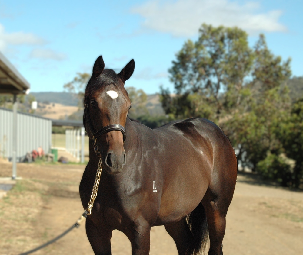 Ilovethiscity (AUS) / Little Elsa (AUS) 2024 Filly - Image 2