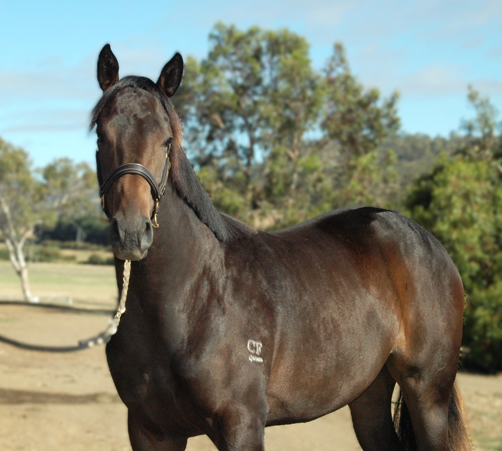 Headwater (AUS) / Black 'n' Tough (AUS) 2024 Filly - Image 2