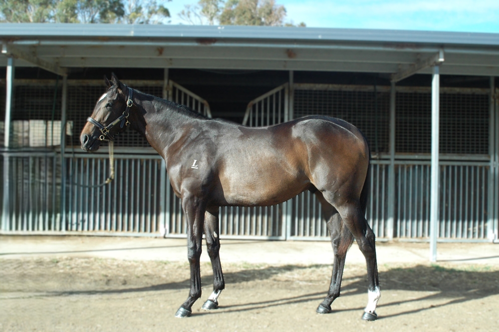 Bruckner (AUS) / Fudge Delight (AUS) 2024 Colt - Image 1