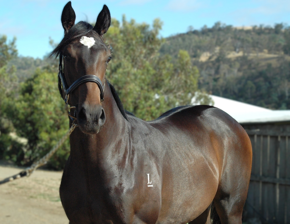 Bruckner (AUS) / Fudge Delight (AUS) 2024 Colt - Image 2