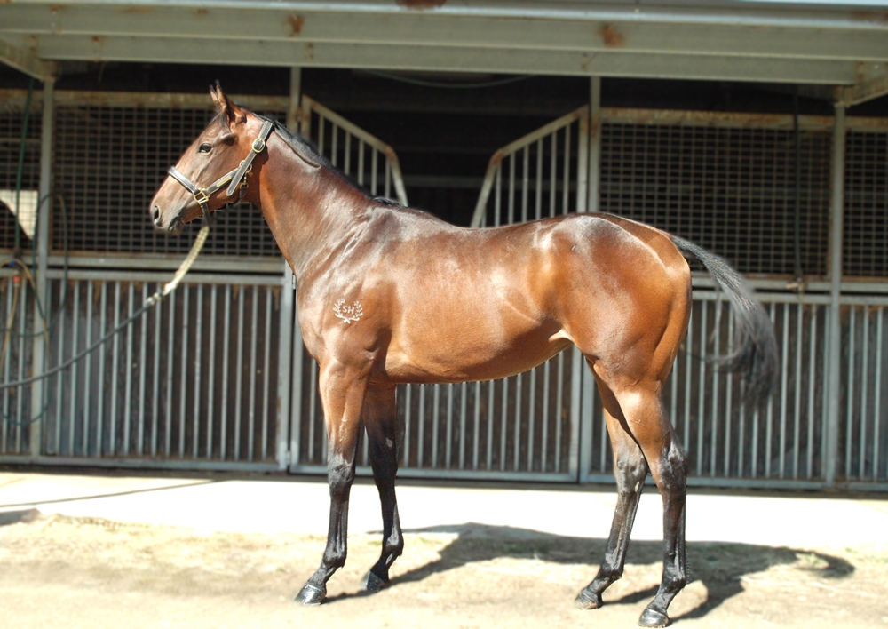 Flying Artie (AUS) / Harlem Heights (AUS) 2024 Filly - Image 1