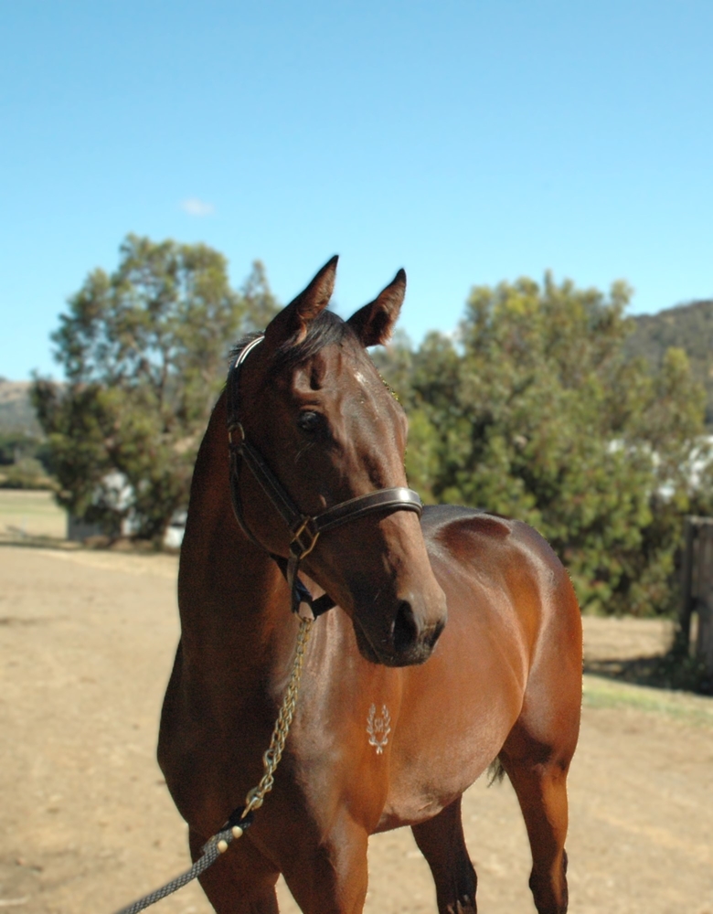 Flying Artie (AUS) / Harlem Heights (AUS) 2024 Filly - Image 2