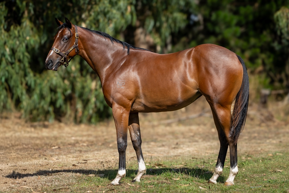 Microphone (AUS) / Our Ransom Star (AUS) 2024 Filly - Image 1