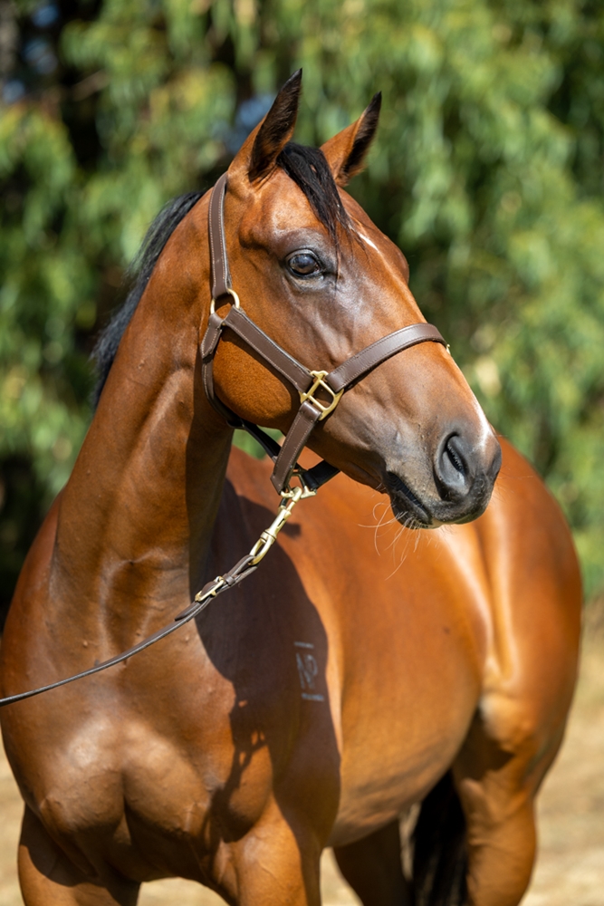 Microphone (AUS) / Our Ransom Star (AUS) 2024 Filly - Image 2