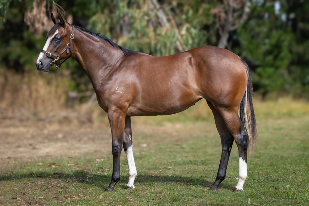Stratosphere (AUS) / Classy Missile (AUS) 2024 Filly - Image 1