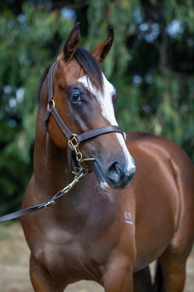 Stratosphere (AUS) / Classy Missile (AUS) 2024 Filly - Image 2