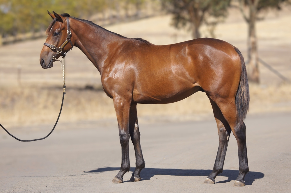 Levendi (AUS) / Phenomenal Dancer (NZ) 2024 Colt - Image 1