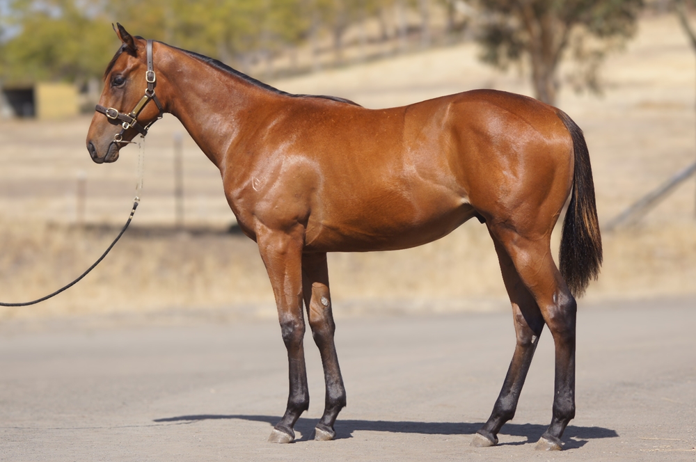 Levendi (AUS) / Wild Charlotte (AUS) 2024 Colt - Image 1