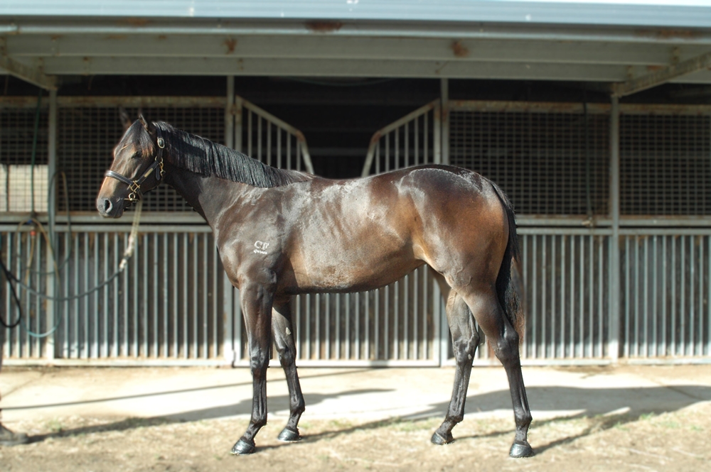 Headwater (AUS) / Black 'n' Tough (AUS) 2024 Filly - Image 1