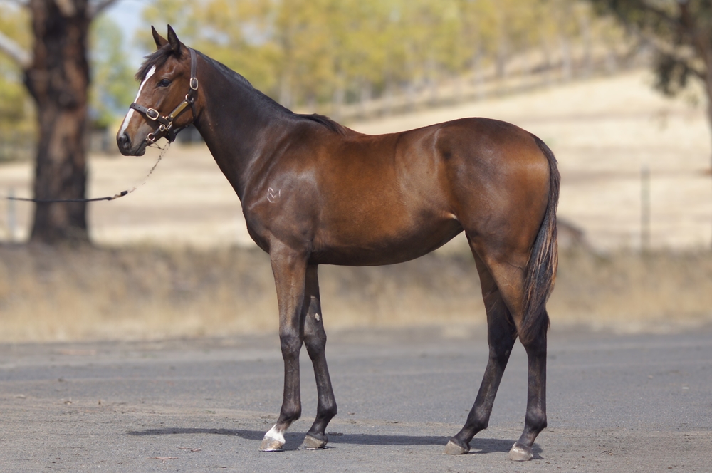Levendi (AUS) / Party in Style (AUS) 2024 Filly - Image 1