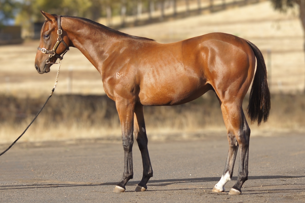 Levendi (AUS) / Arctic Star (AUS) 2024 Colt - Image 1