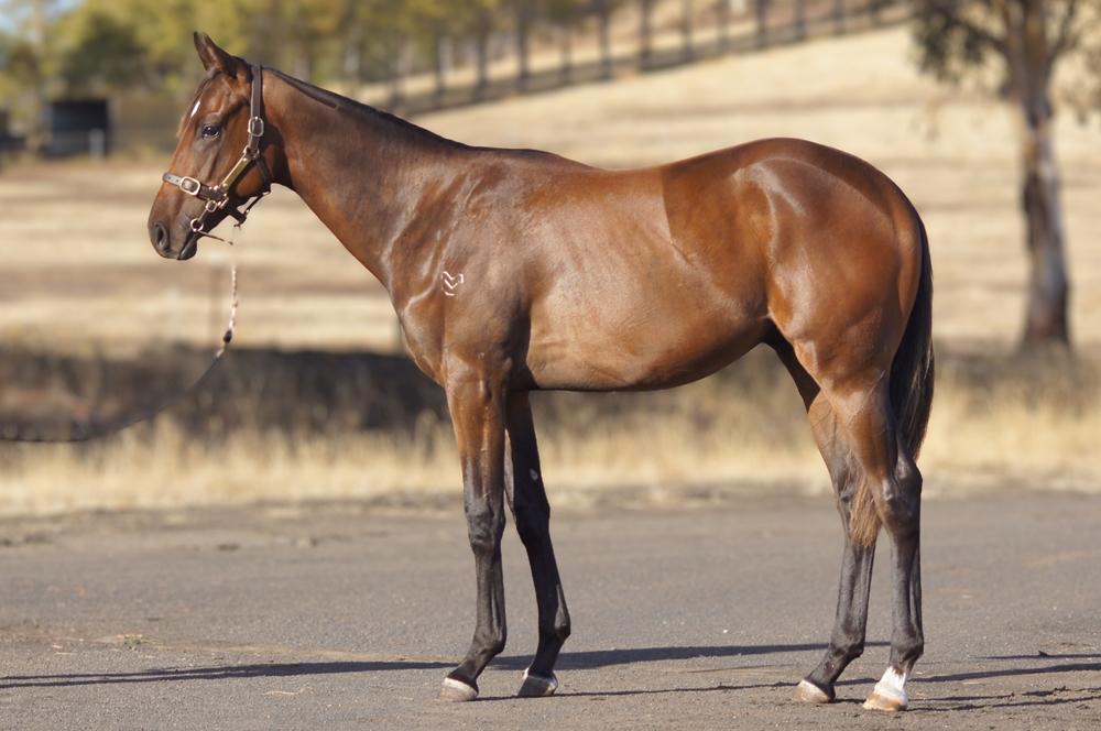 Levendi (AUS) / French Heiress (AUS) 2024 Colt - Image 1