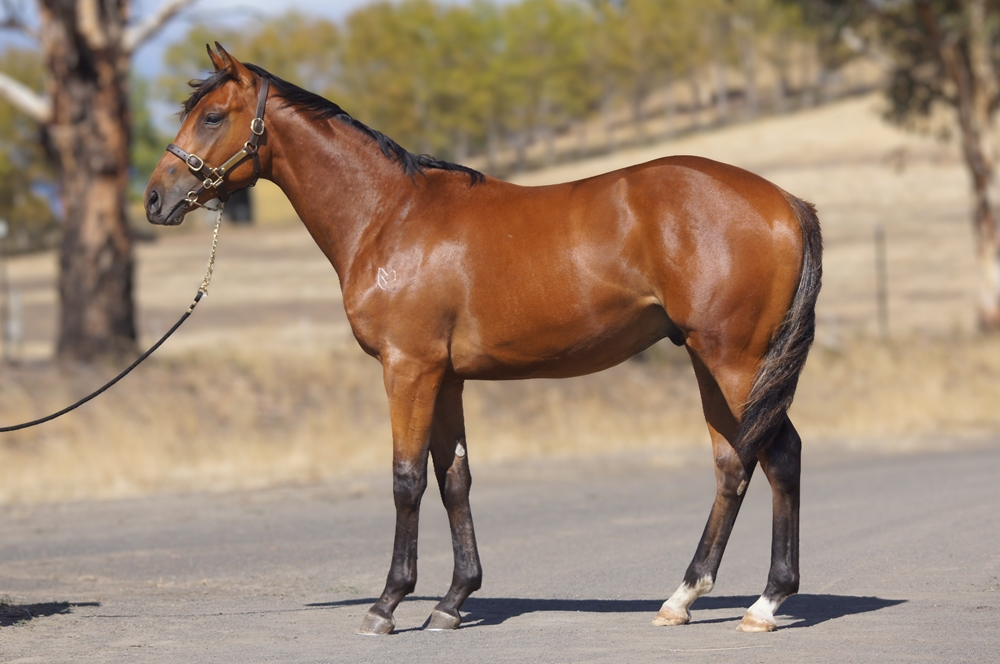 Levendi (AUS) / Once Upon a Dream (AUS) 2024 Colt - Image 1