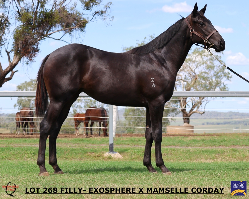 Exosphere (AUS) / Mamselle Corday (AUS) 2024 Filly - Image 1