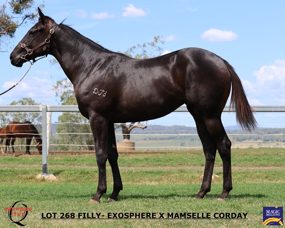 Exosphere (AUS) / Mamselle Corday (AUS) 2024 Filly - Image 2