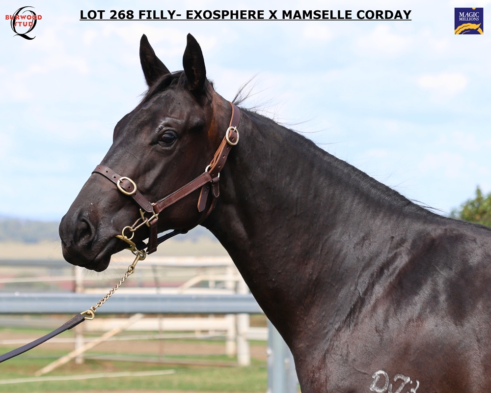 Exosphere (AUS) / Mamselle Corday (AUS) 2024 Filly - Image 3