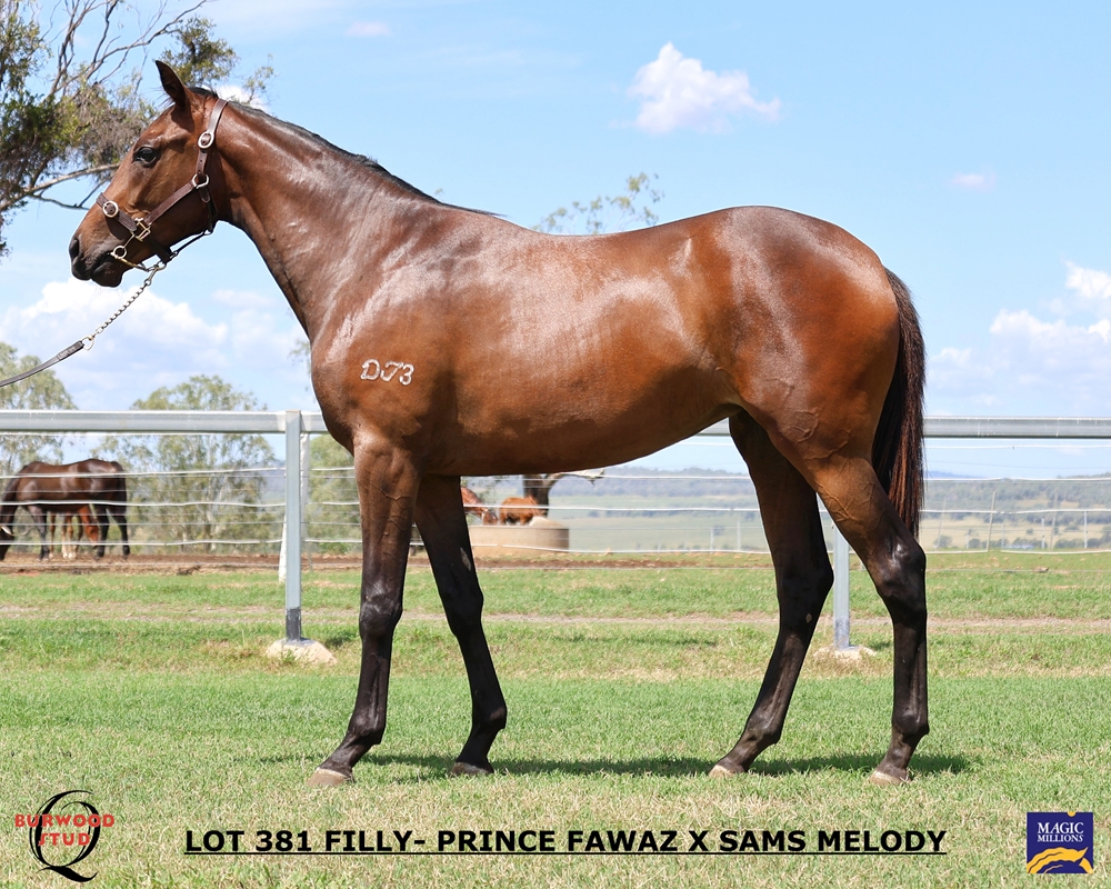 Prince Fawaz (AUS) / Sam's Melody (USA) 2024 Filly - Image 1
