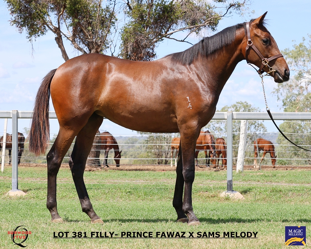 Prince Fawaz (AUS) / Sam's Melody (USA) 2024 Filly - Image 2