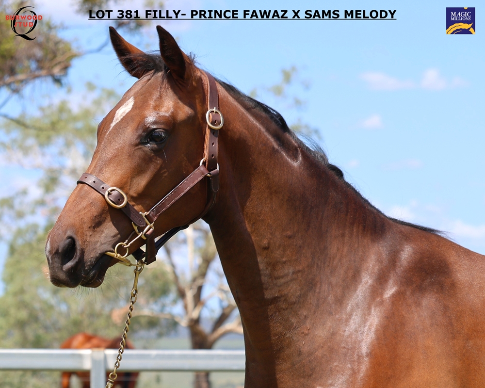 Prince Fawaz (AUS) / Sam's Melody (USA) 2024 Filly - Image 3