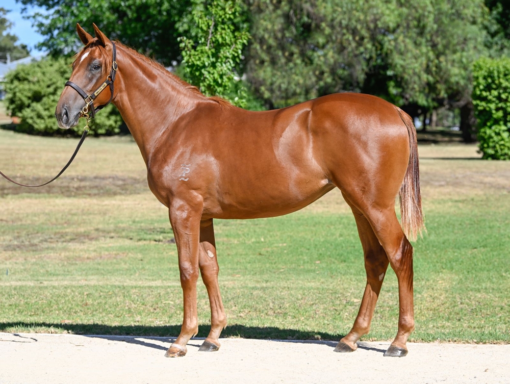 Star Turn (AUS) / Clear Motive (AUS) 2024 Filly - Image 1