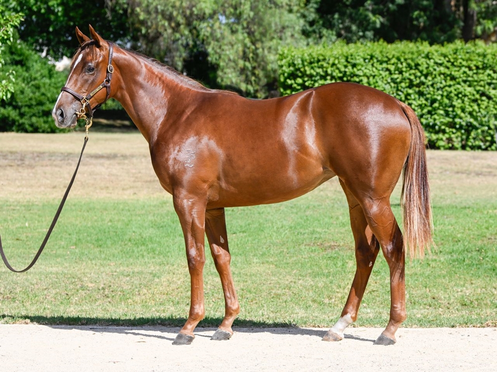 Brave Smash (JPN) / Nahab (AUS) 2024 Filly - Image 1