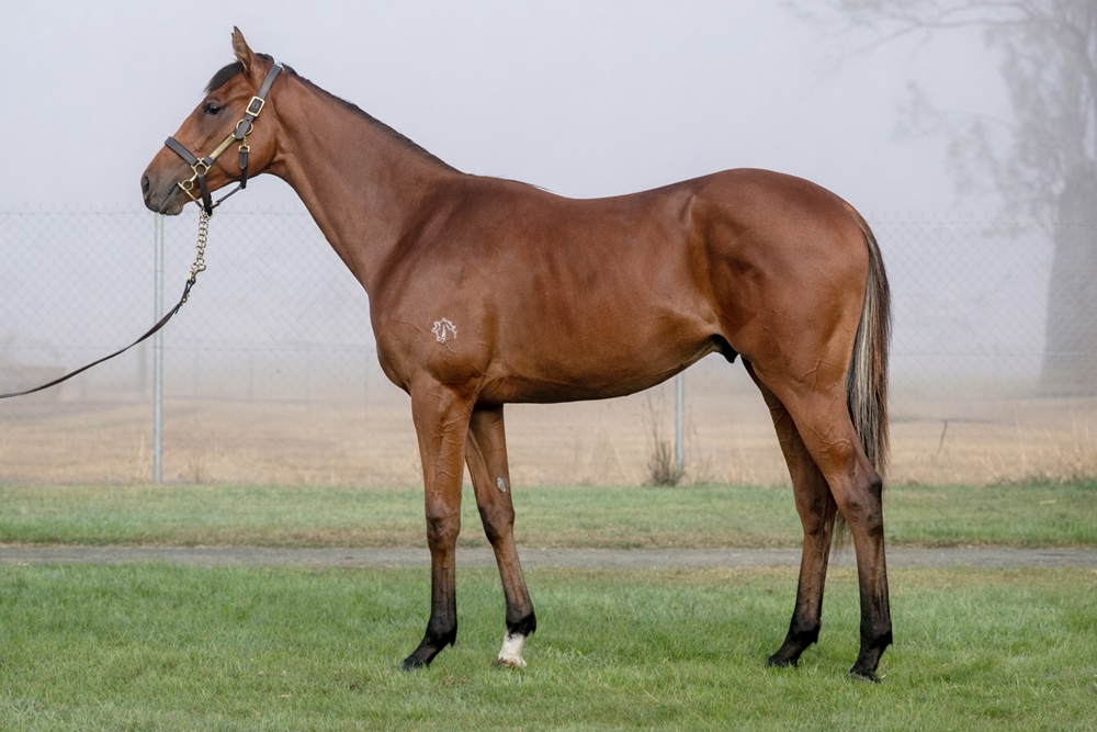 Needs Further (AUS) / Lovera (NZ) 2024 Colt - Image 1