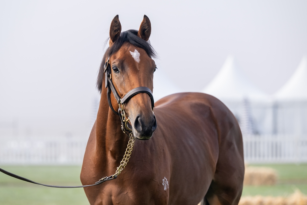 Needs Further (AUS) / Lovera (NZ) 2024 Colt - Image 2