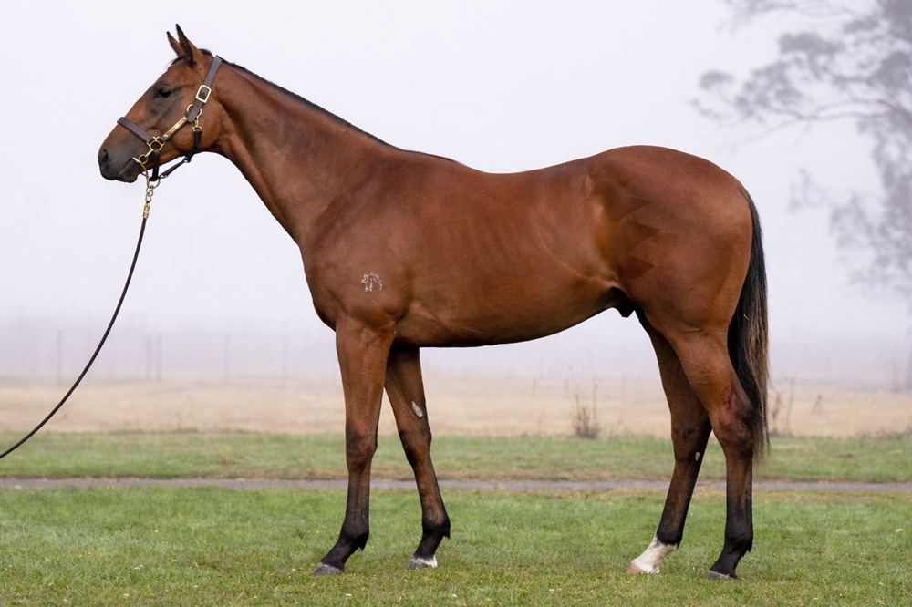 Squamosa (AUS) / Fiveandfurther (AUS) 2024 Colt - Image 1