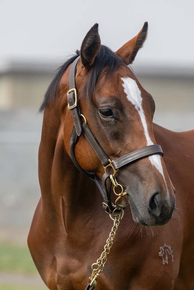 Squamosa (AUS) / Fiveandfurther (AUS) 2024 Colt - Image 2