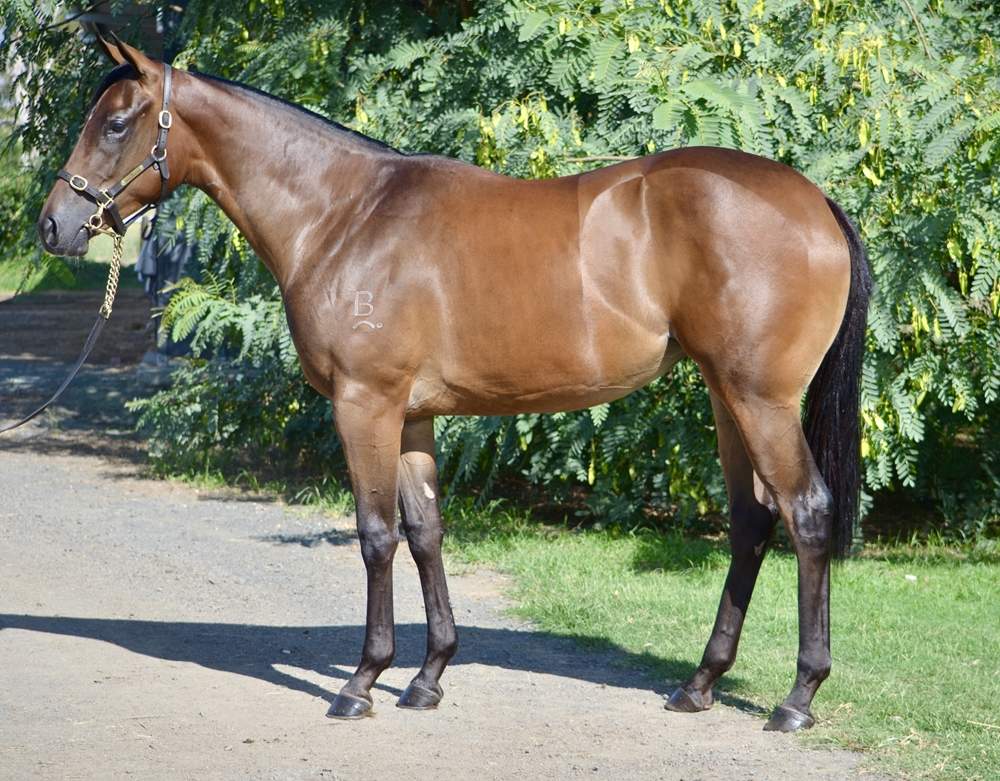 Stay Inside (AUS) / Wannabe Loved (AUS) 2024 Filly - Image 1
