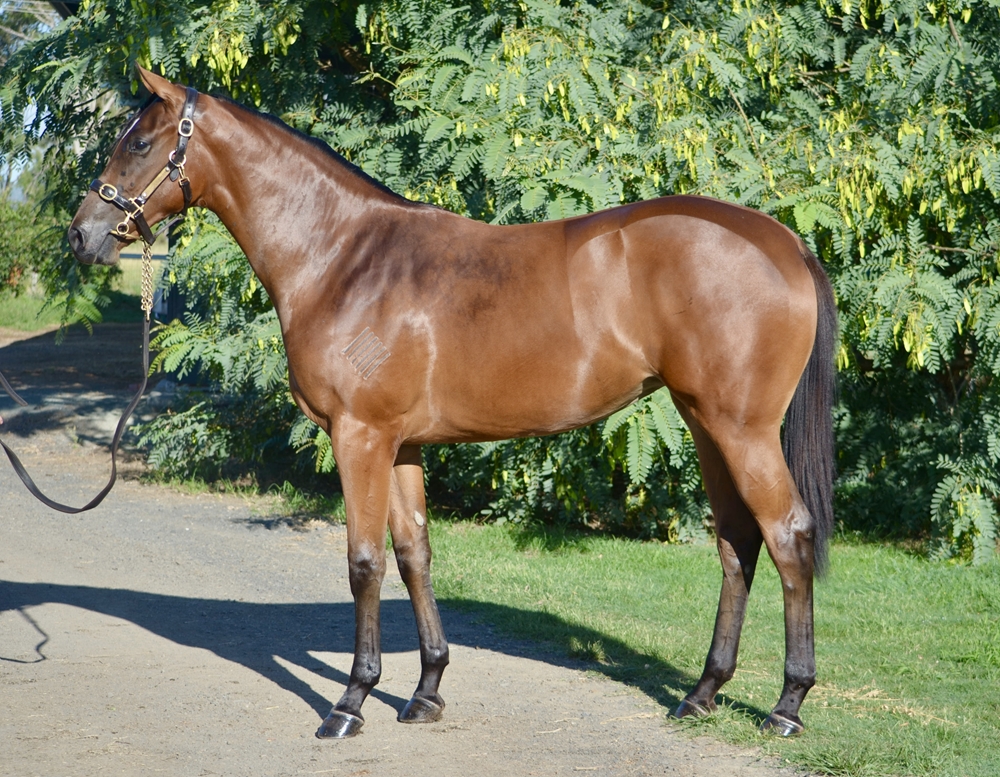 Acrobat (AUS) / Bring Me the Maid (AUS) 2024 Filly - Image 1