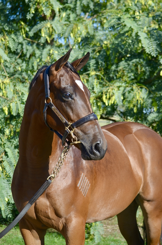 Acrobat (AUS) / Bring Me the Maid (AUS) 2024 Filly - Image 2