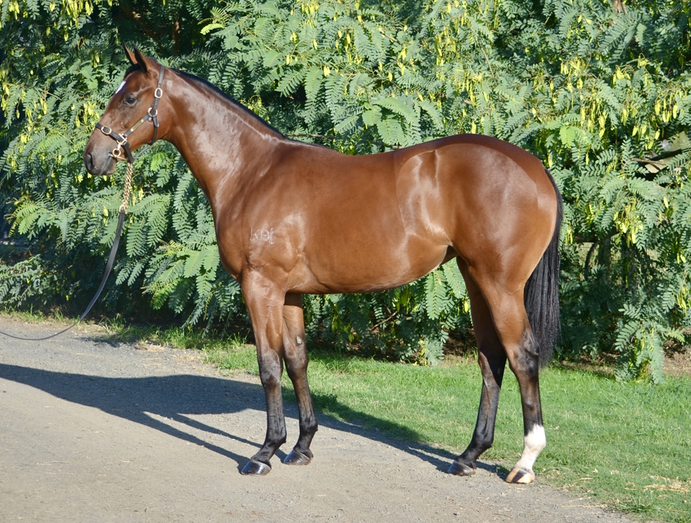 Pierata (AUS) / Dongxing Princess (AUS) 2024 Filly - Image 1