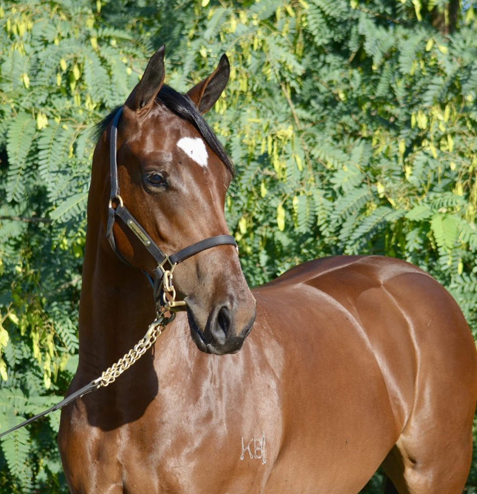 Pierata (AUS) / Dongxing Princess (AUS) 2024 Filly - Image 2