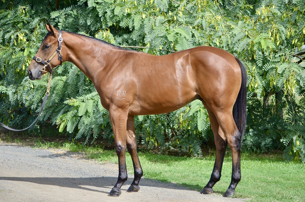 Tassort (AUS) / Fabvier (AUS) 2024 Colt - Image 1