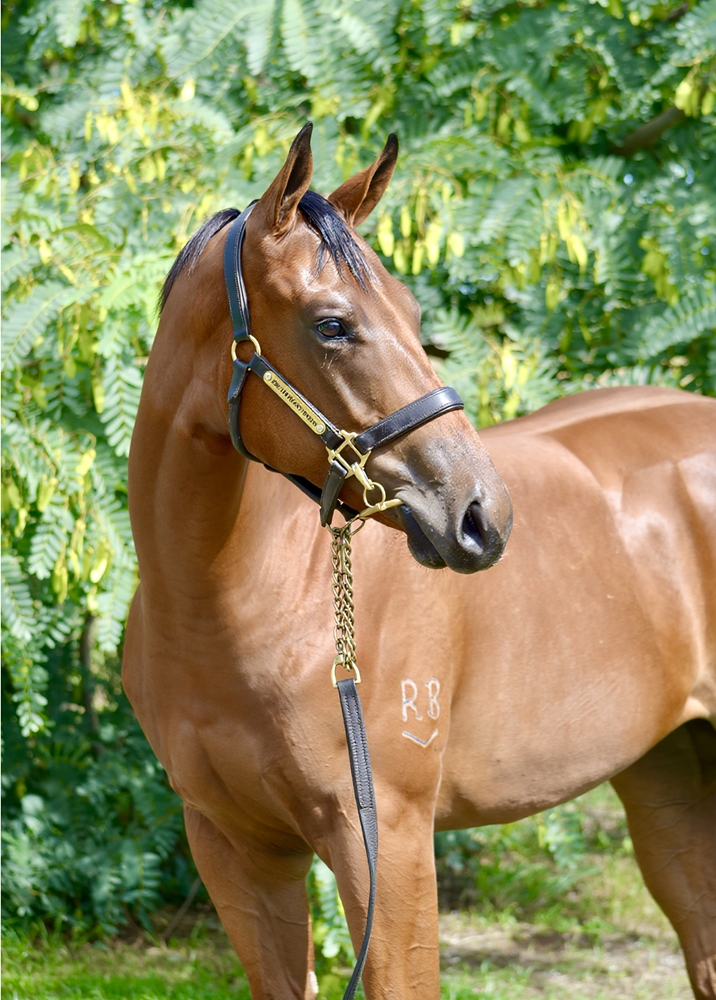 Tassort (AUS) / Fabvier (AUS) 2024 Colt - Image 2